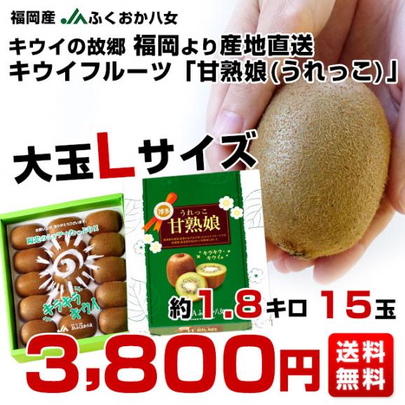 福岡県より産地直送 JAふくおか八女 キウイフルーツ 甘熟娘（うれっこ） 大玉Ｌサイズ １５玉入り化粧箱 送料無料 きうい03
