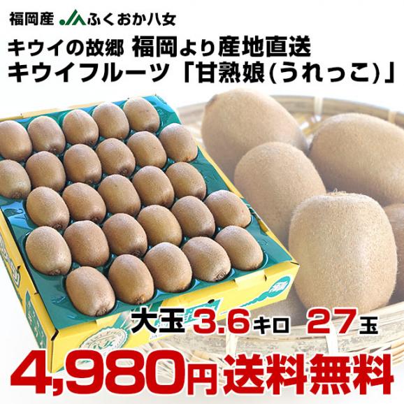 福岡県より産地直送 JAふくおか八女 キウイフルーツ 「甘熟娘（うれっこ）」 大玉 ２L 約3.6キロ（27玉）送料無料 きうい03