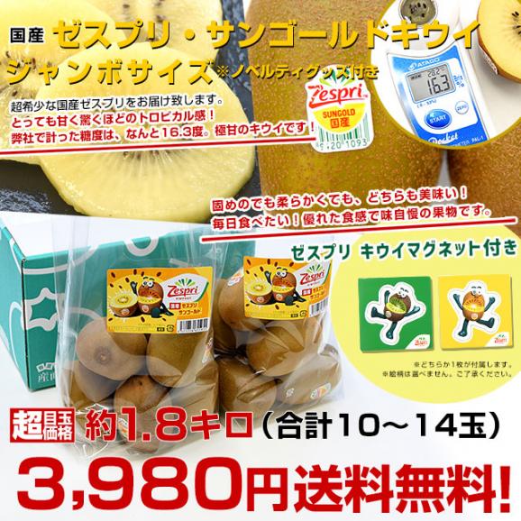 国産 ゼスプリ・サンゴールドキウイ「ジャンボサイズ」 約1.8キロ（合計10玉から14玉） ※ゼスプリ キウイマグネット付き 送料無料　キウイフルーツ03