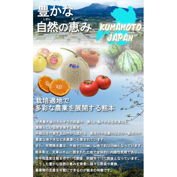 塩トマト 高糖度フルーツトマト 熊本県産 秀品 10～16玉入り 約1.4kg 贈答品 産地箱入り トマトの生産量日本一の熊本県特産トマト！03