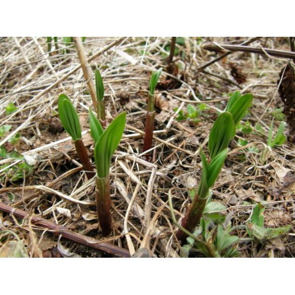 山菜の王様【行者にんにく】冷凍素材30g：冷凍便03