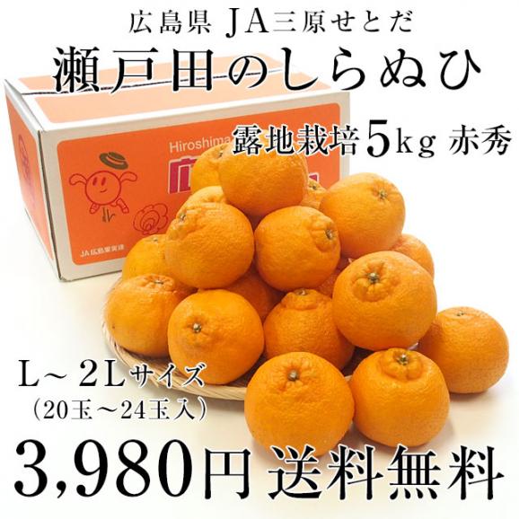 広島県産 JA三原せとだ「瀬戸田のしらぬひ」露地栽培 5キロ 赤秀 Lから２Lサイズ（20玉から24玉）　柑橘 かんきつ 不知火 しらぬい 市場スポット 送料無料03