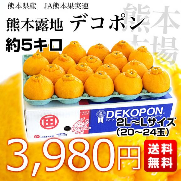 送料無料　熊本県産　JA熊本果実連　露地栽培デコポン　２LからLサイズ　5キロ　（20から24玉）柑橘　オレンジ　市場スポット03