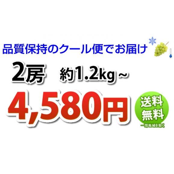 シャインマスカット 2房 計約1.2kg以上 ギフト クール便 送料無料 ぶどう ブドウ 葡萄 お取り寄せ 果物 【5～10営業日以内で出荷予定（店舗休業日除く）】03