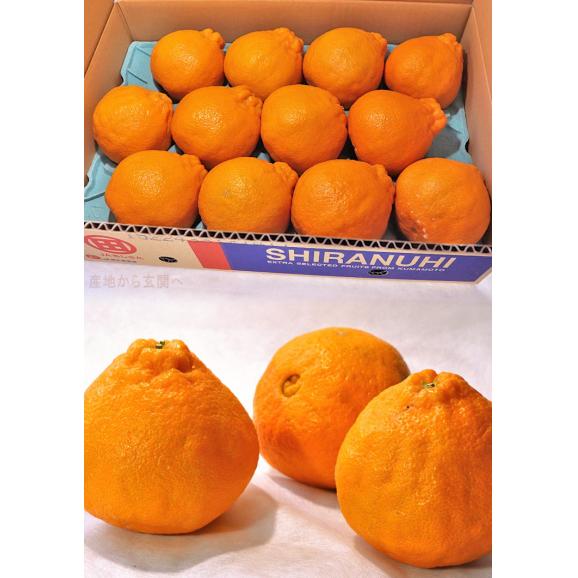 不知火 しらぬい 約5kg 12～20玉 熊本県産 贈答規格 JAくまもと 濃厚な甘さと程よい酸味の人気品種！本場で育てた抜群の味03