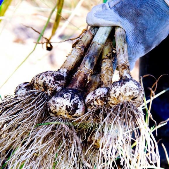 《根・土つき》山形の生にんにく約500g04