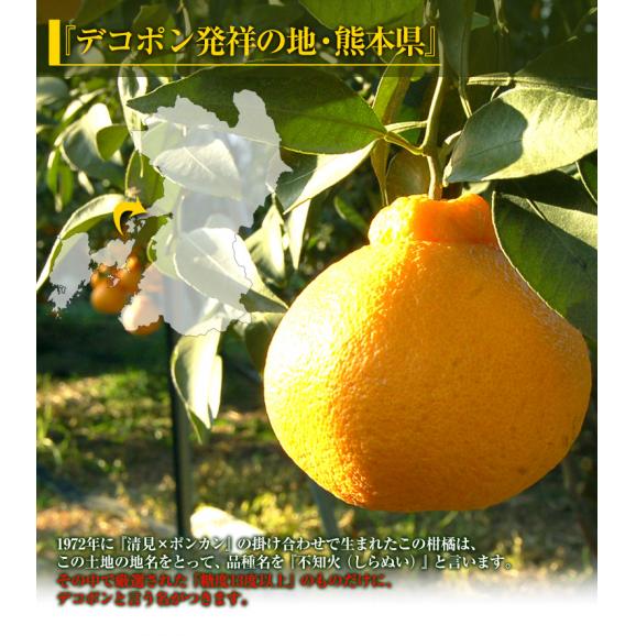 【3箱同時購入で1箱増量】デコポン 熊本県産 約1.2kg 4～6玉 送料無料 熊本デコポン04