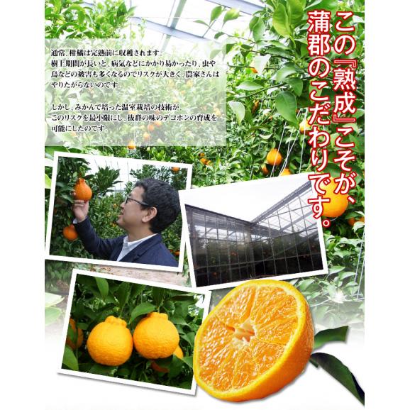 JA蒲郡市 葉付き 樹熟デコポン 愛知県産 秀 2～5L 約3kg （7～12玉） 化粧箱 風袋込 ※常温 送料無料04