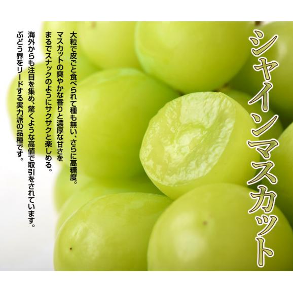 『シャインマスカット＆ナガノパープル』 山梨県・長野県産 各2房（計4房 約1.6kg）簡易箱 ※冷蔵　送料無料　葡萄　ぶどう03