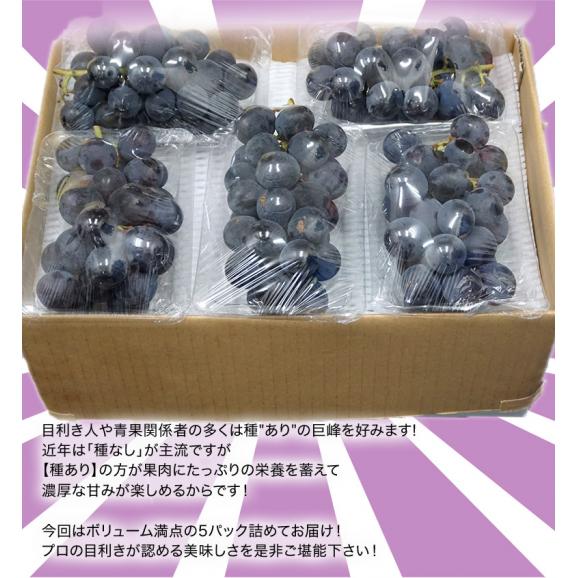 長野県産　巨峰 約350g×5パック 約1.75kg ちょっと訳あり ※常温 送料無料04