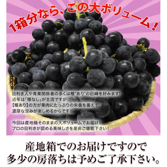 長野県産 巨峰 約350g×10パック 約3.5kg ちょっと訳あり ※常温 送料無料04