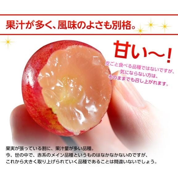 赤系　大粒ぶどう 『クイーンニーナ』長野県産　2房　計約900g ※冷蔵　送料無料04