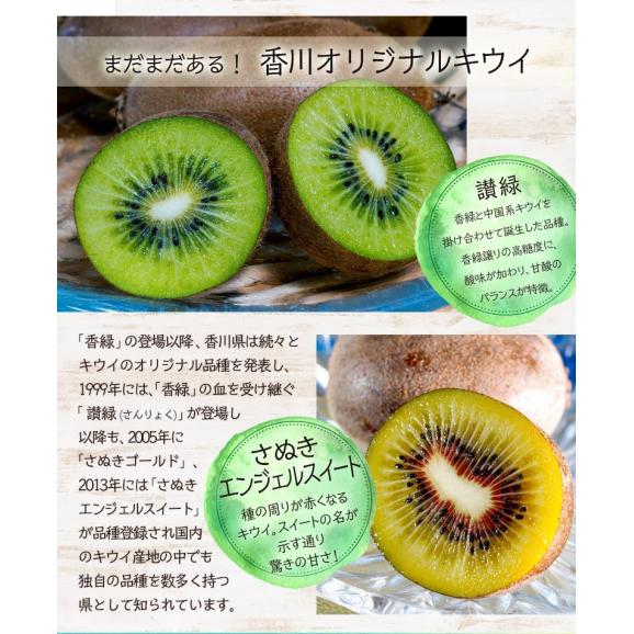 『香緑（こうりょく) スイート16』キウイフルーツ 香川県産 L～M 風袋込 約2.8kg（30～33玉） 産地箱 ※常温 送料無料04