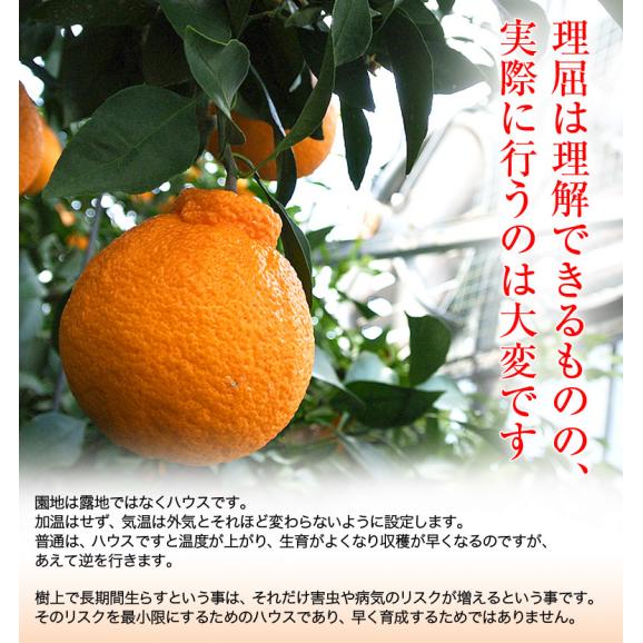和歌山県産 長期樹上熟成 橋爪さんの『俊菓デコ』 （品種：しらぬひ） 秀品 2～3Lサイズ 6玉 約1.7kg 産地直送 ※常温 送料無料04