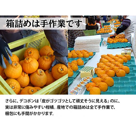 デコポン 熊本県産 優品以上 大玉 約5kg（12〜15玉）産地箱 ※常温　送料無料　熊本デコポン 柑橘04