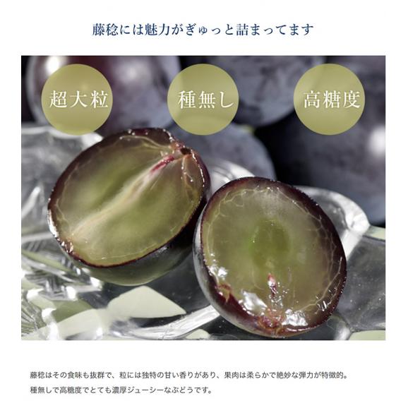 藤稔 （ふじみのり） 黒ぶどう 山梨県 勝沼産 3Lサイズ×2房 合計約1.1kg (1房約550g) 葡萄 ぶどう 冷蔵 送料無料04