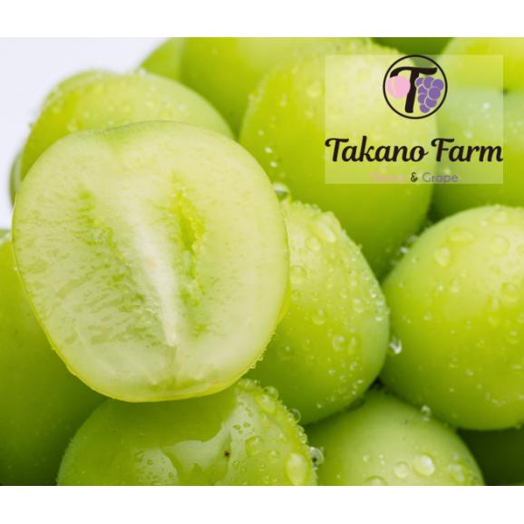 Takano Farmの樹上完熟シャインマスカット 約2kg（2～5房) 2024年 ギフト 山梨県産 葡萄 ぶどう ブドウ 農家直送 プレゼント 御礼 お祝い 04