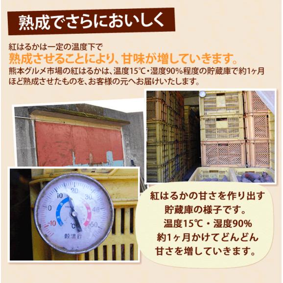 紅はるか 訳あり 箱込10kg 内容量9kg 補償分500g 送料無料 生芋 さつまいも 熊本県産 04