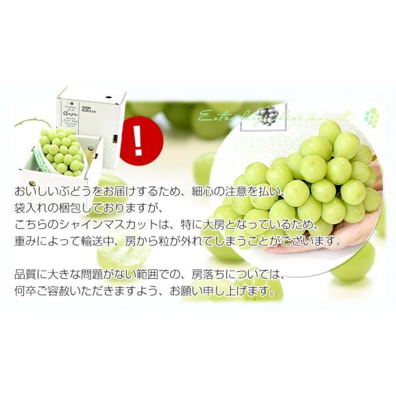 山形県産 超特大シャインマスカット 約1.6キロ(2房) 送料無料 ぶどう 葡萄 ブドウ マスカット 白ぶどう04