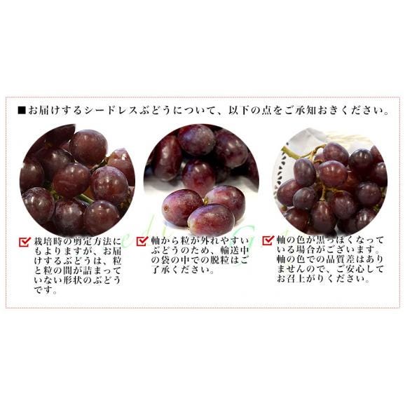 皮ごと食べられる！豊かな甘み！シードレス赤ぶどう オーストラリア産 約1.2キロ（約600g×2入）送料無料 種なしぶどう 輸入ぶどう 海外ぶどう04