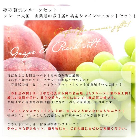 山梨県 JAフルーツ山梨 フルーツセット 春日居の桃 青秀品 4玉 (約1.2キロ) ＆高級ハウスシャインマスカット 秀品 1房 450g以上 送料無料 お中元 夏ギフト04