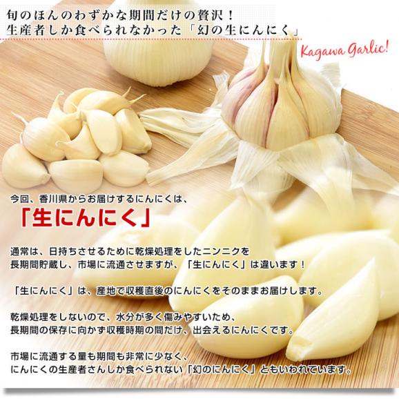 香川県より産地直送 JA香川県 生にんにく 訳あり 2キロ (20玉から40玉前後) 送料無料 生ニンニク 大蒜 葫 香川にんにく04