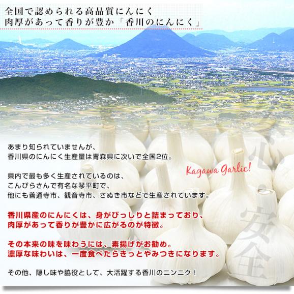 香川県から産地直送 JA香川県 ニンニク 秀品 約1キロ (目安として27玉前後) 送料無料  香川にんにく 大蒜 葫 讃岐 さぬき04