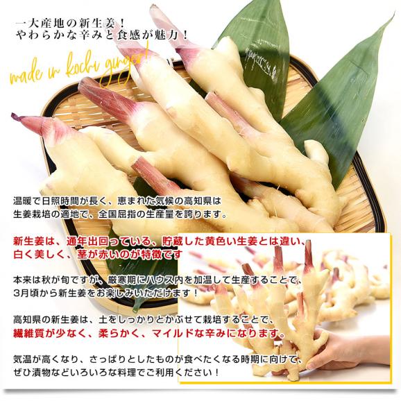 高知県産 JA高知県 ハウス栽培 新生姜 約2キロ Ｌサイズ 送料無料 ショウガ 生姜 ガリ 漬物 市場発送 クール便04