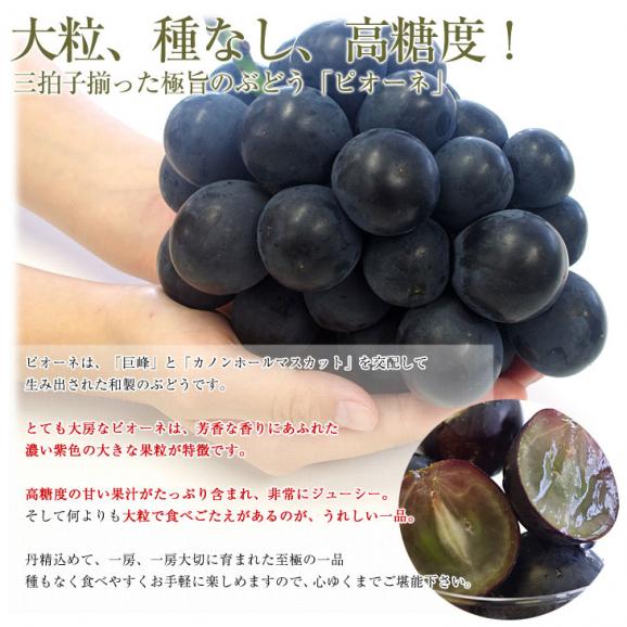 山梨県より産地直送 JAフルーツ山梨 種なしピオーネ 秀品 大房2房入り 化粧箱 (約550g ×2房) 送料無料 葡萄 ぶどう お中元 夏ギフト04