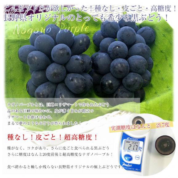 長野県産　ナガノパープル　約1キロ（2房入り）黒ぶどう　葡萄　ブドウ　ぶどう　送料無料　クール便04
