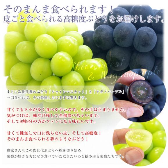 長野県より産地直送 JA信州うえだ ナガノパープルとシャインマスカット 各1房入 化粧箱 1キロ(約500g×2房) ぶどう 葡萄 ※クール便04