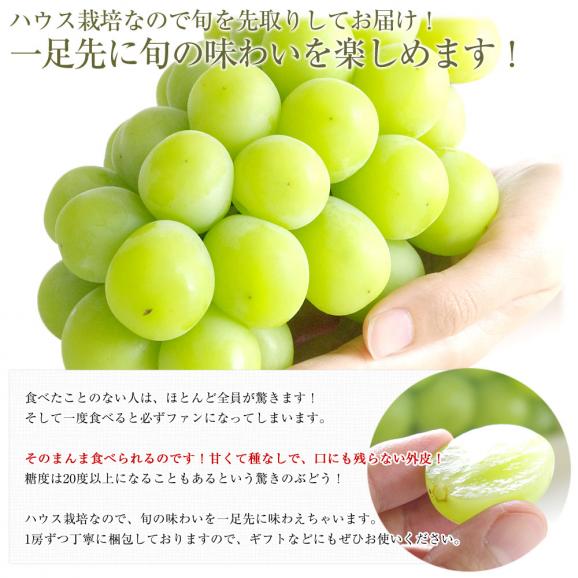 山梨県から産地発送 JAふえふき 高級ハウス栽培シャインマスカット 秀品 1房 500g化粧箱入り ぶどう 葡萄04
