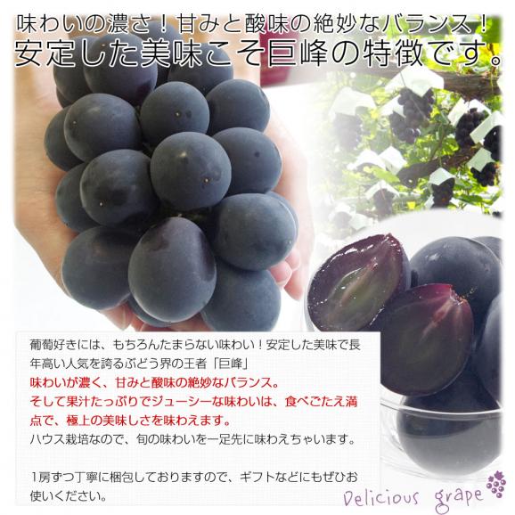 山梨県から産地発送 JAふえふき 高級ハウス栽培種なし巨峰 秀品 1房 450g化粧箱入り ぶどう 葡萄 送料無料04