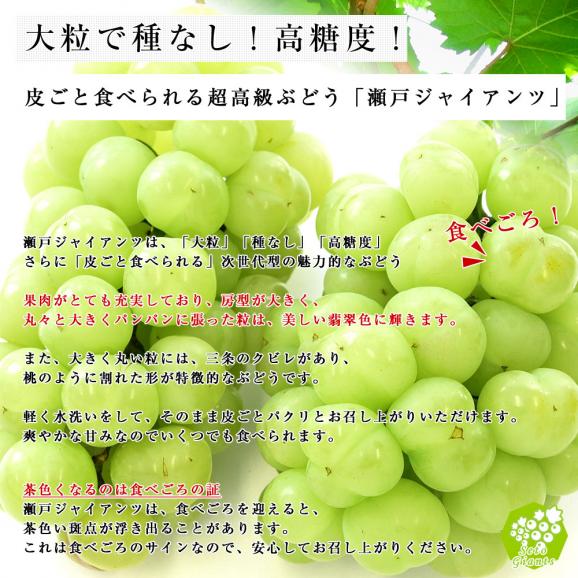  JA全農おかやま協賛 岡山県産 瀬戸ジャイアンツ 青秀2房合計1.2キロ(600g×2房）送料無料04