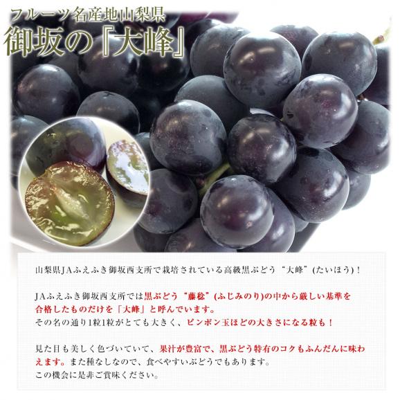 山梨県産　JAふえふき御坂支所　大峰（たいほう）約1.8キロ(3房入り)　黒葡萄　送料無料　クール便　ぶどう　ブドウ　葡萄　市場発送04