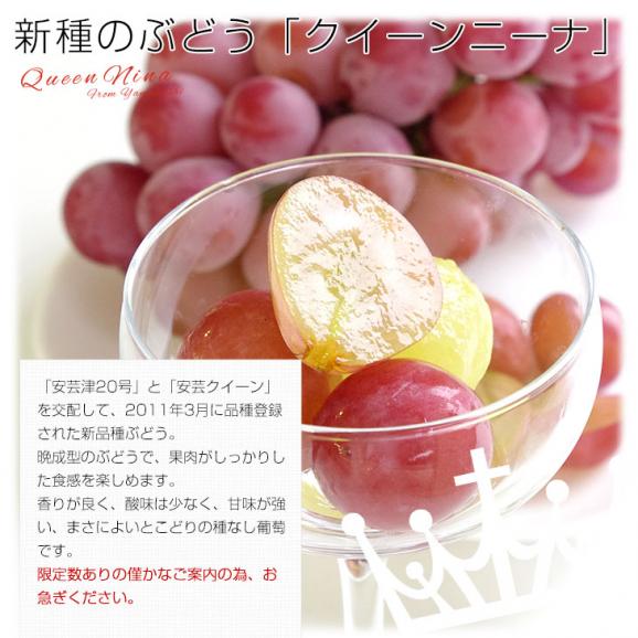 山梨県産 JAふえふき 御坂支所 クイーンニーナ 赤秀品以上 約1.5キロ（3房入り）送料無料　赤ぶどう 葡萄 種なしぶどう クール便 市場発送04