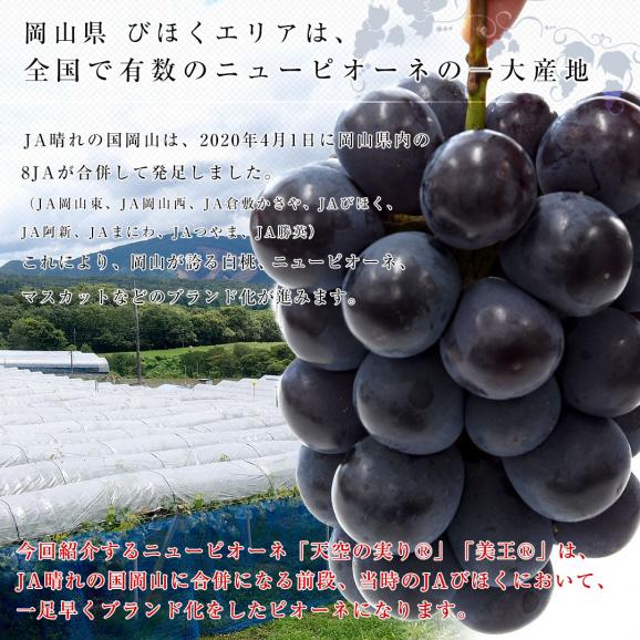 岡山県産 JA晴れの国岡山 びほくエリア ニューピオーネ 天空の実り「美王(R)」約1.2キロ(2房) 送料無料 ブドウ 葡萄 種なしぶどう  ※クール便04