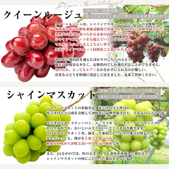 長野県より産地直送 JAながの 究極の食べ比べ！ 高級ぶどうセット約900ｇ （クイーンルージュ＆シャインマスカット各１房）送料無料 ぶどう 葡萄04
