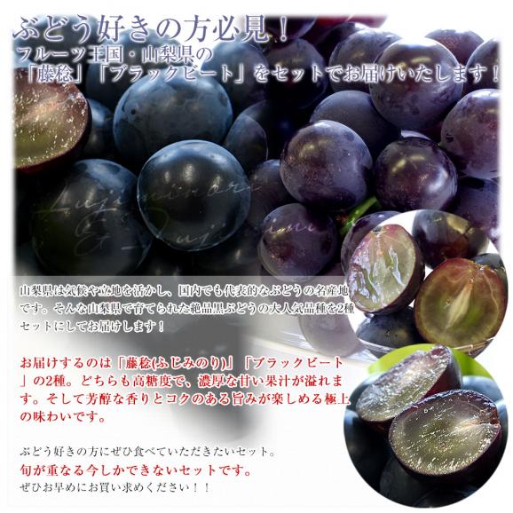 山梨県産 JAフルーツ山梨 藤稔(ふじみのり)＆ブラックビート（または種無しピオーネ） 各1房 合計約1キロ 送料無料 ぶどう 葡萄 黒ぶどう ぶどうセット04