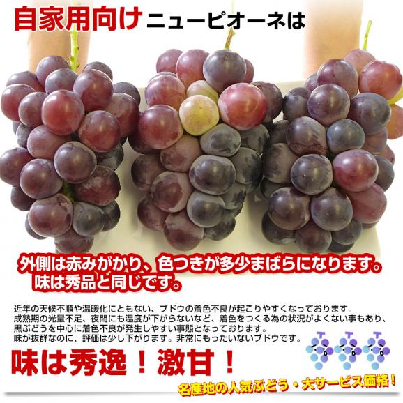 岡山県産　自家用ニューピオーネ　約1.5キロ（3房）送料無料 ぶどう 種なし黒ぶどう04