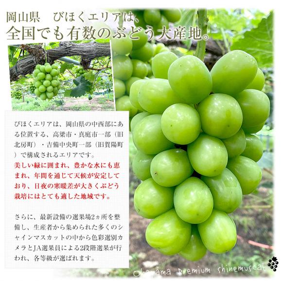 岡山県産　JA晴れの国岡山　びほくぶどう生産部会　シャインマスカット 晴王（はれおう）2キロ（3房から4房）優品　自家用　送料無料 ぶどう 種なし黒ぶどう04