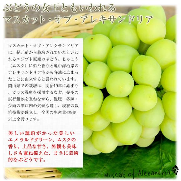 岡山県産　JA全農おかやま マスカット・オブ・アレキサンドリア 赤秀 大房 1房化粧箱（750g）葡萄 ぶどう あれき クール便発送 お中元 ギフト04