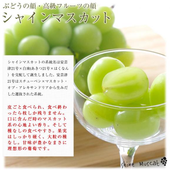 岡山県産 JA晴れの国岡山 シャインマスカット 晴王 青秀 約1.2キロ(600g×2房) 葡萄 ぶどう ブドウ 送料無料  クール便04