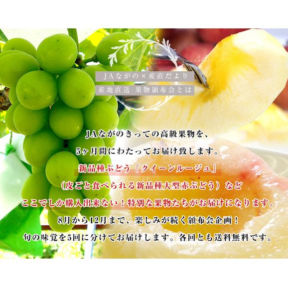 JAながの 産地直送　果実頒布会（桃・ぶどう・梨・りんご　8月から12月まで５回お届け）04