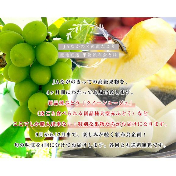 JAながの 産地直送　果物頒布会（ぶどう・梨・りんご　9月から12月まで4回お届け） 送料無料04