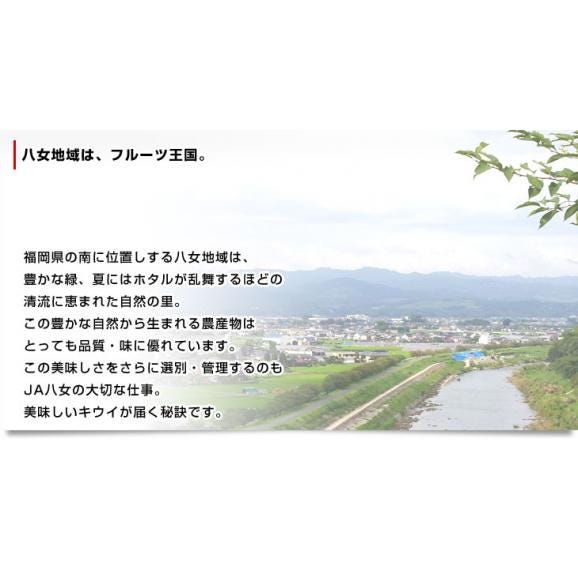 福岡県より産地直送 JAふくおか八女 キウイフルーツ 甘熟娘（うれっこ） 超大玉 ３L 約3.6キロ（24玉） 送料無料 きうい04