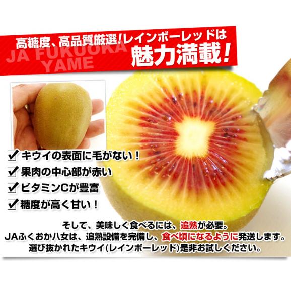 福岡県JAふくおか八女 レインボーレッドキウイ 約800g(9玉入) キウイフルーツ キウィ04