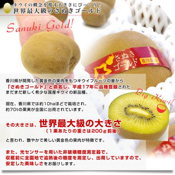 香川県より産地直送 JA香川県 キウイフルーツ さぬきゴールド 秀品 1.3キロ化粧箱（7玉から9玉）送料無料04