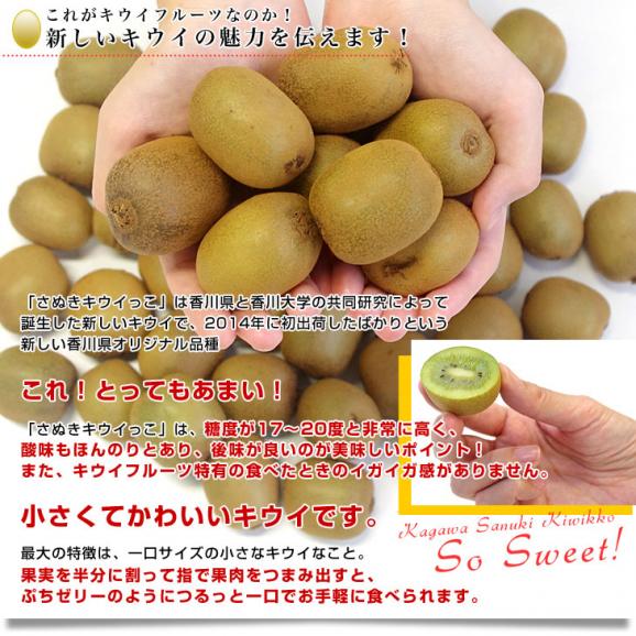 香川県より産地直送 JA香川県 高糖度キウイ さぬきキウイっこ 2キロ　(40玉から80玉前後) 送料無料　キウイフルーツ 讃岐キウイ きういっこ 国産キウイ04