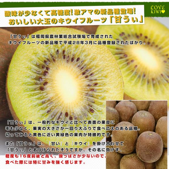 福岡県産JA全農ふくれん 福岡オリジナルキウイ 甘うぃ（あまうぃ）A品 1.3キロ以上　化粧箱（5Lから3Lサイズ9玉から10玉入り）送料無料 キウイフルーツ04